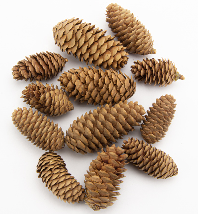 5981-43 - Stafil - Spruce Cones