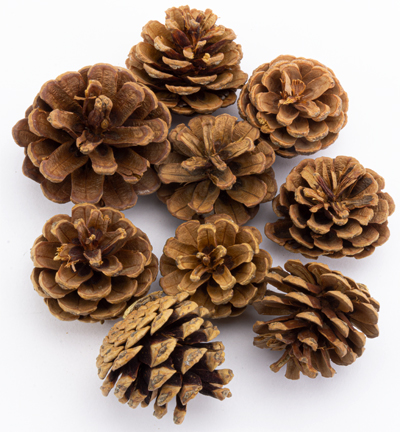 5981-45 - Stafil - Pine Cones, naturel