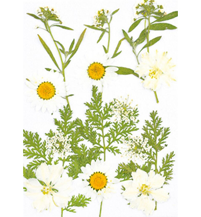 8710-01 - Stafil - Dry pressed flowers, White