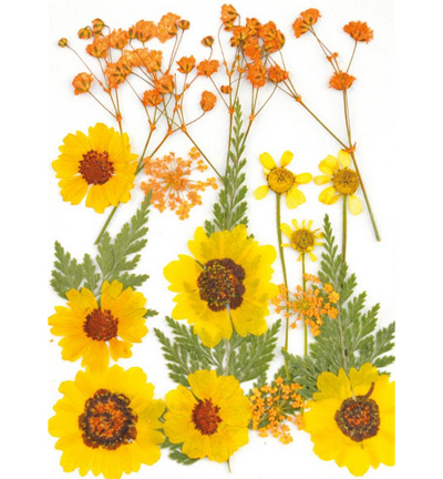 8710-02 - Stafil - Dry pressed flowers, Yellow