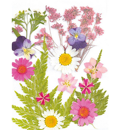 8710-03 - Stafil - Dry pressed flowers, Light Pink