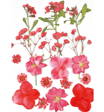 8710-04 - Stafil - Dry pressed flowers, Red