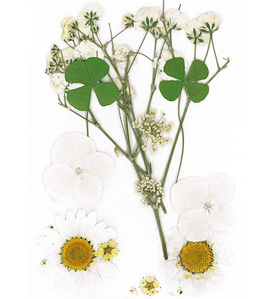 8712-01 - Stafil - Dry pressed flowers, White