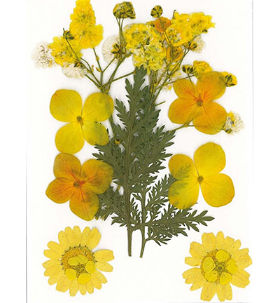 8712-02 - Stafil - Dry pressed flowers, Yellow