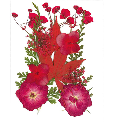 8712-04 - Stafil - Dry pressed flowers, Red