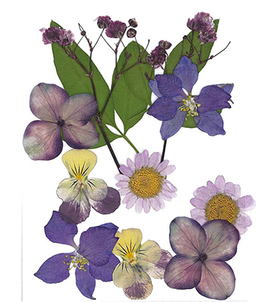 8712-05 - Stafil - Dry pressed flowers, Purple