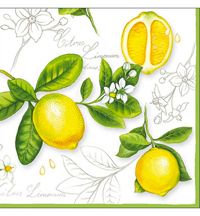 13306290 - Ambiente - Citrus Limonum