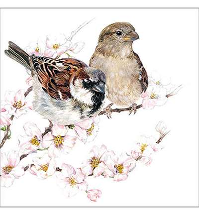 13313895 - Ambiente - Sparrows Blossom