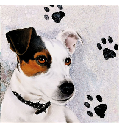 13315160 - Ambiente - Jack Russel