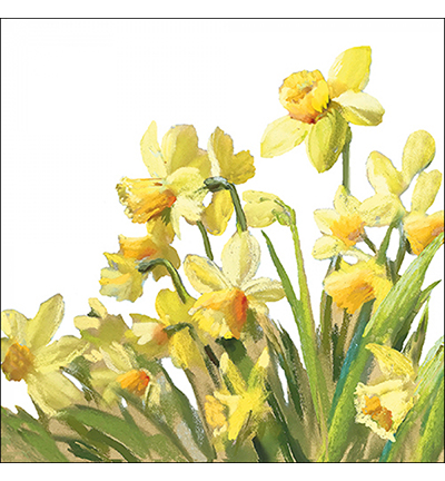  -  - Golden Daffodils