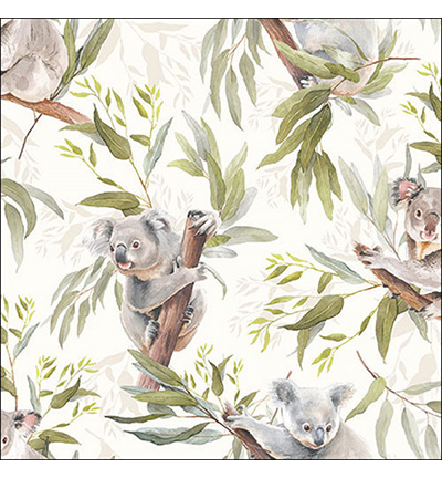13317245 - Ambiente - Koala bears