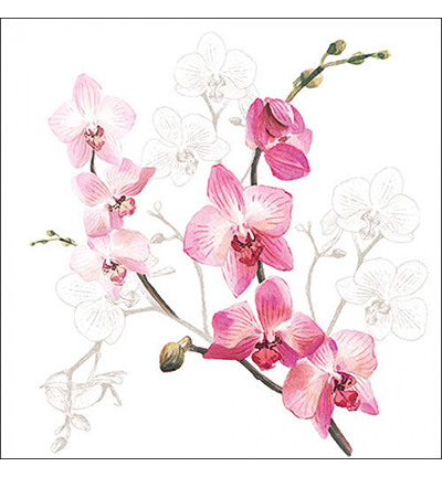 13317305 - Ambiente - Orchid