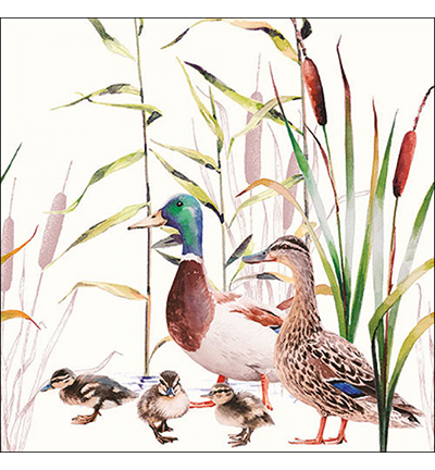 13317490 - Ambiente - Ducks couple