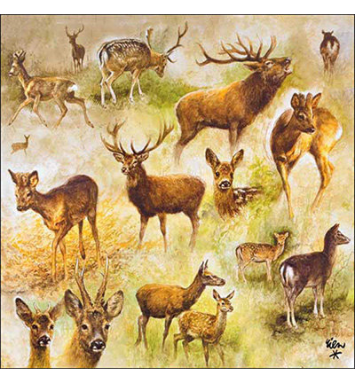 13317770 - Ambiente - Collage of deers
