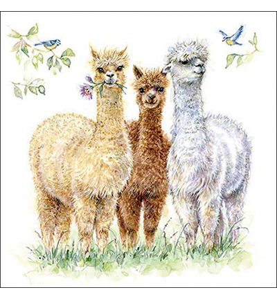 13318570 - Ambiente - Alpaca friends