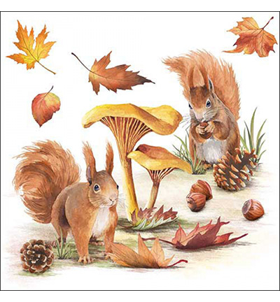 13318820 - Ambiente - Squirrels go nuts