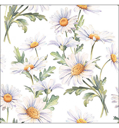 13319545 - Ambiente - Beautiful daisies white