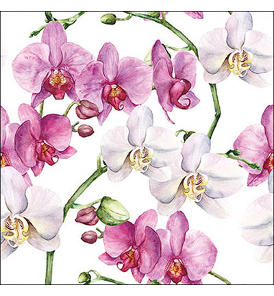 13319605 - Ambiente - Elegant orchids white