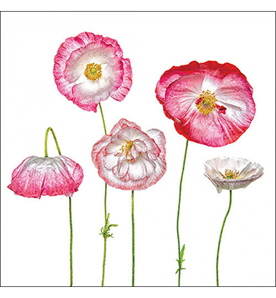 13319625 - Ambiente - Pale poppies