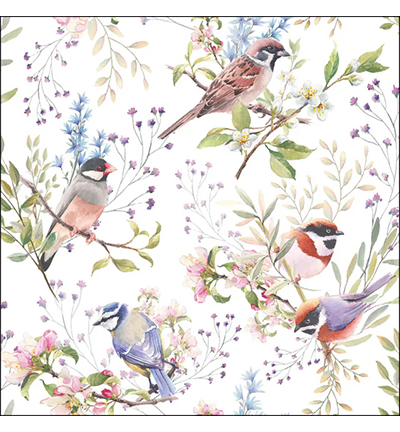 13320390 - Ambiente - Busy birds