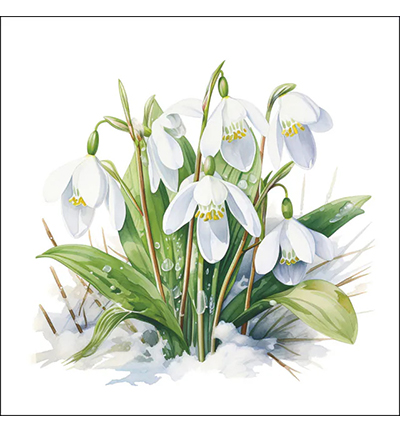 13320490 - Ambiente - Blooming snowdrops