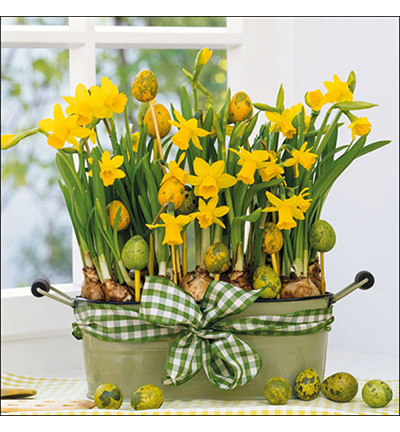 23301605 - Ambiente - Daffodils