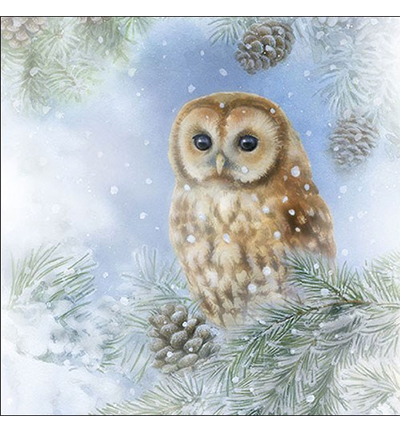 33312075 - Ambiente - Tawny Owl