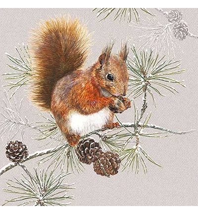 33313445 - Ambiente - Squirrel In Winter