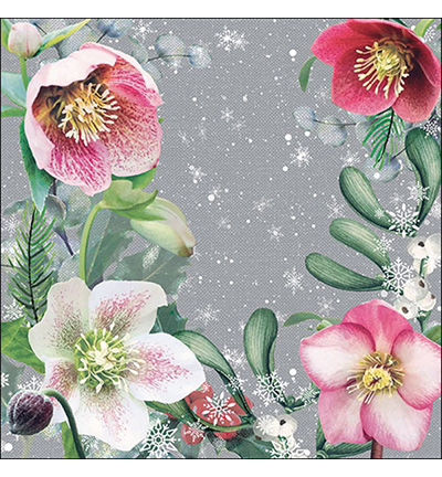33315290 - Ambiente - Helleborus orientalis grey