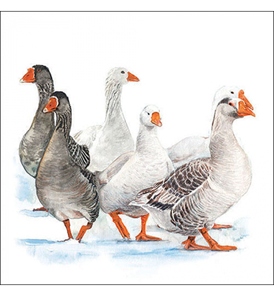 33319290 - Ambiente - Winter geese