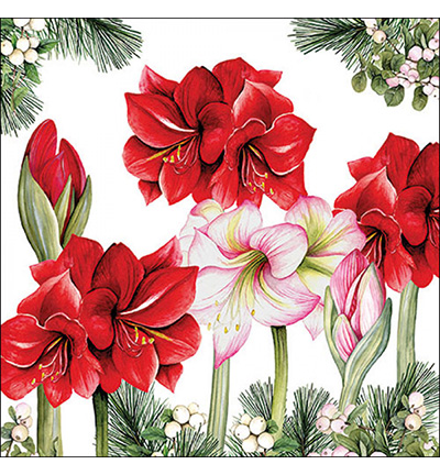 33320275 - Ambiente - Blooming amaryllis white