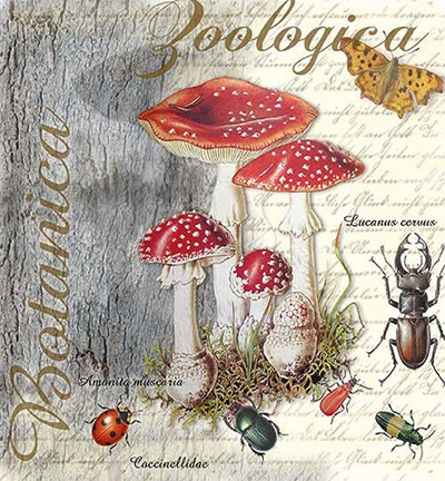 13313675 - Ambiente - Fly Agaric And Beetle