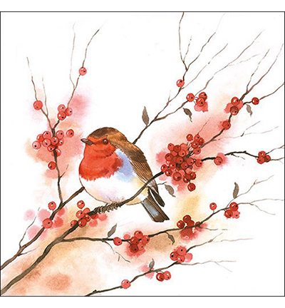 33304435 - Ambiente - Birdy Robin