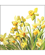 13316195 - Golden Daffodils