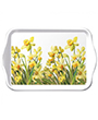 13716195 - Golden Daffodils